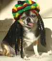 Cutiest Rasta dog EVER!