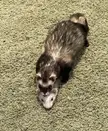 Please play with me brother