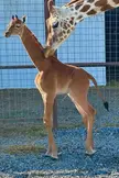 Did you ever see a spotless giraffe?