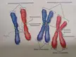 Difference between Chromosomes vs Chromatids?
