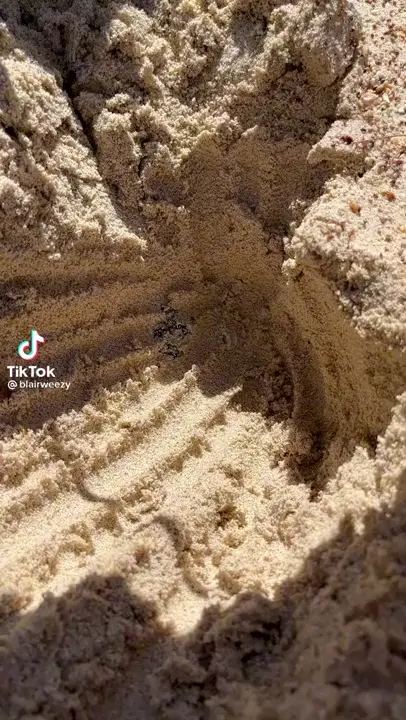 Digging for crabs