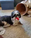Dis my ball