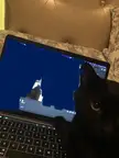 Discord Kitten