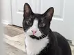 Do any of your tuxies have sensitive skin?