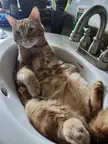 Do cats like hot tubs?