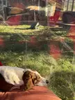 Do your bassets sleep-growl?
