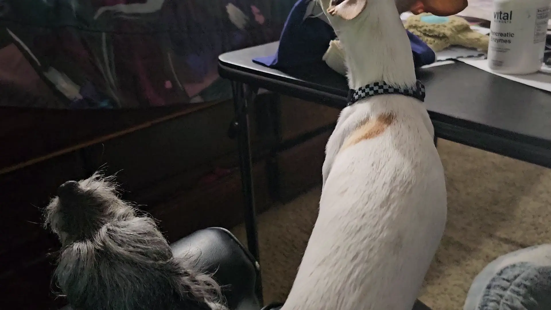 Do your chis howl?