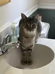 Does a cat half in a sink count? Here’s Bojangles in our bathroom sink sort of. Lol