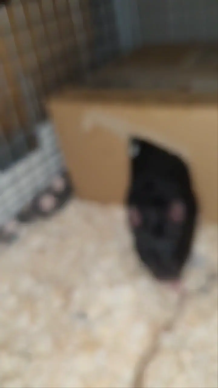 does this look like a rat in pain? 