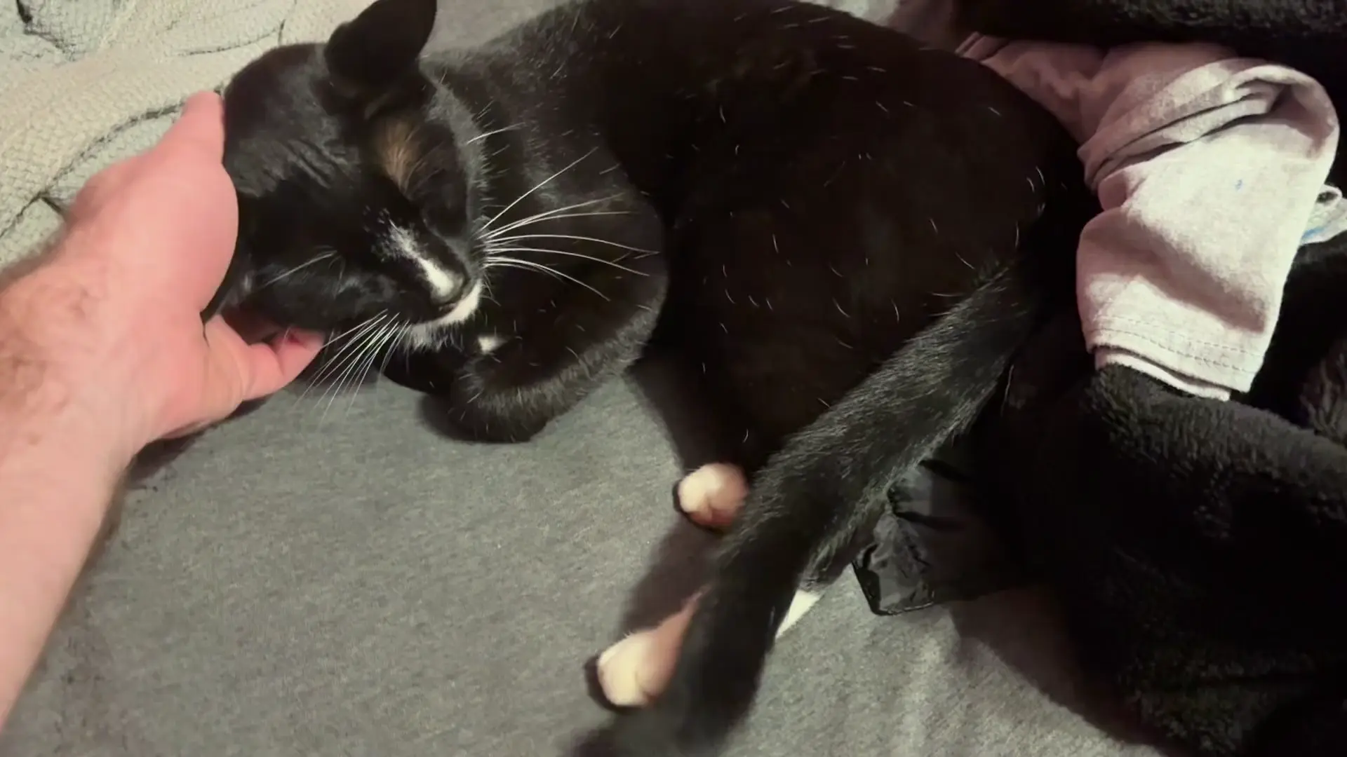 Does this tail movement mean he’s irritated? 