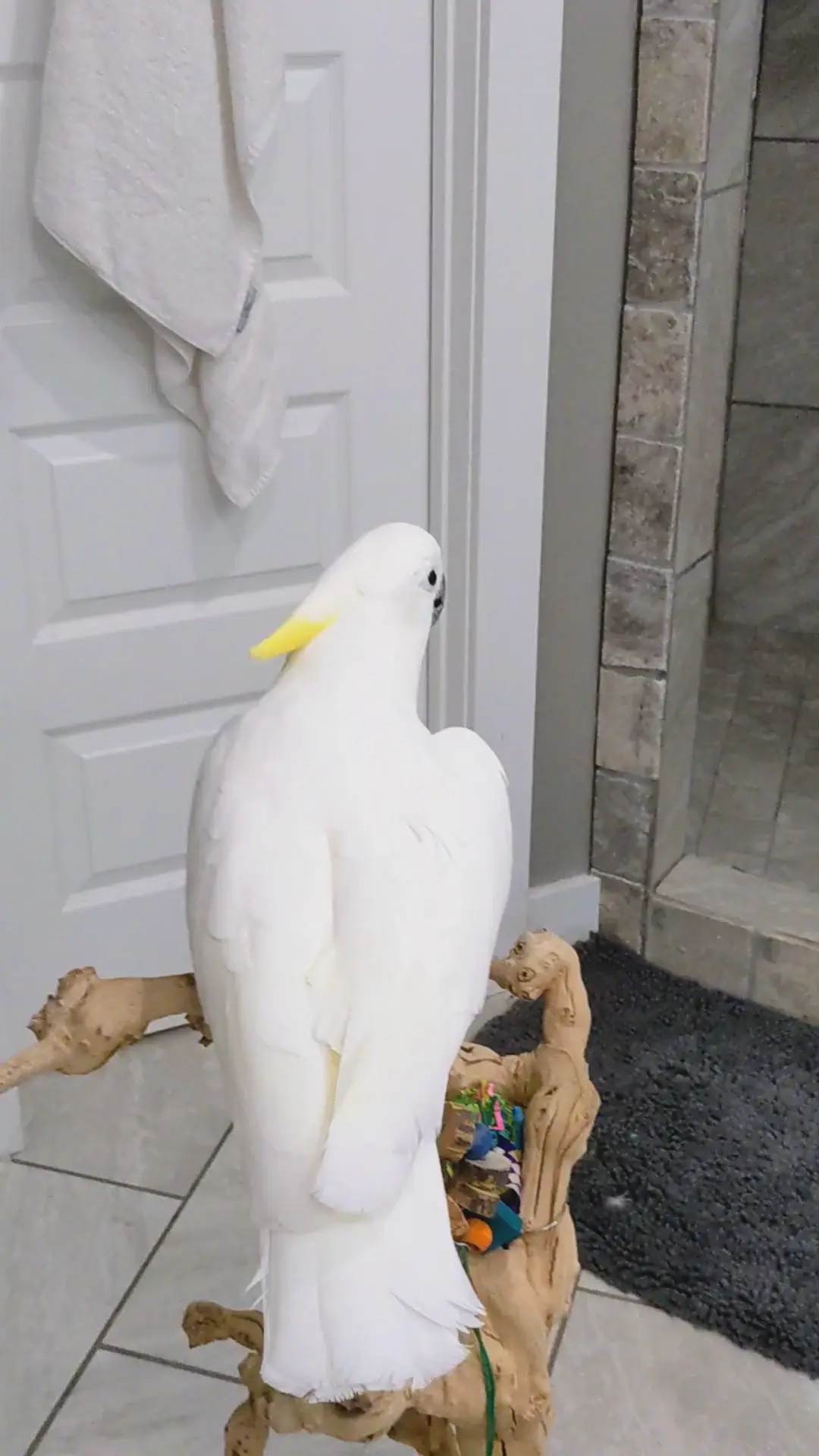 Does your bird dance?