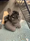 Does your chinchilla hate hay, too? 
