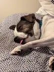 Does your dog do this?