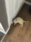 Does your ferret scares you sometime?