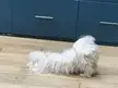 Does your Maltese do that when she wants something? 