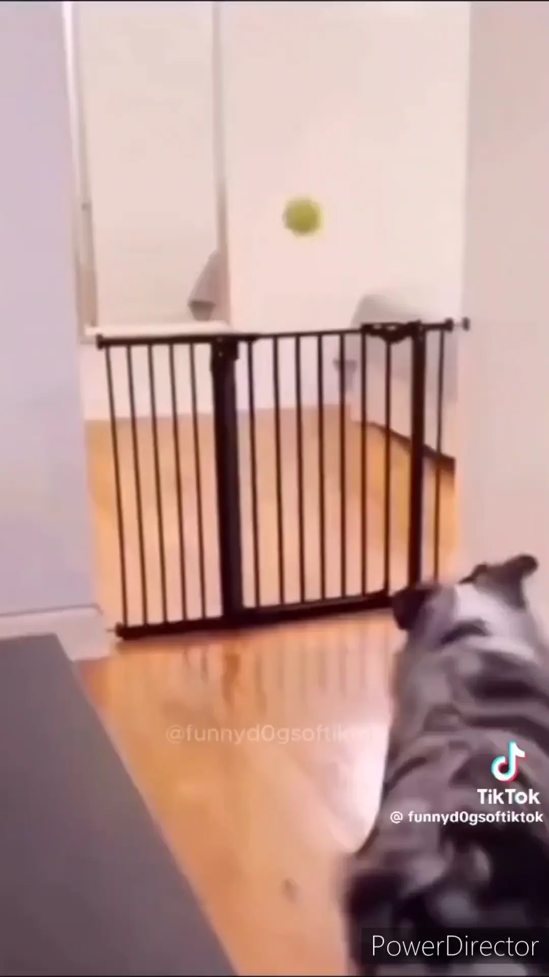 Dog has the ability to phase.