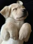 Dog sleepy 