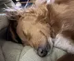 Dog Tired