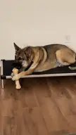 Dog Toys 