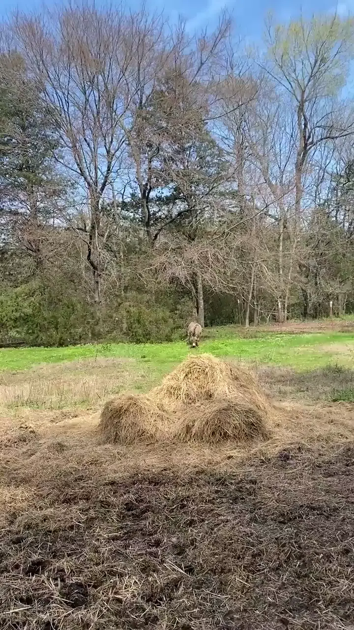 Donkey loves Chicken 