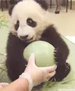 Don't touch my ball hooman !
