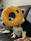 Donut to head ratio: 