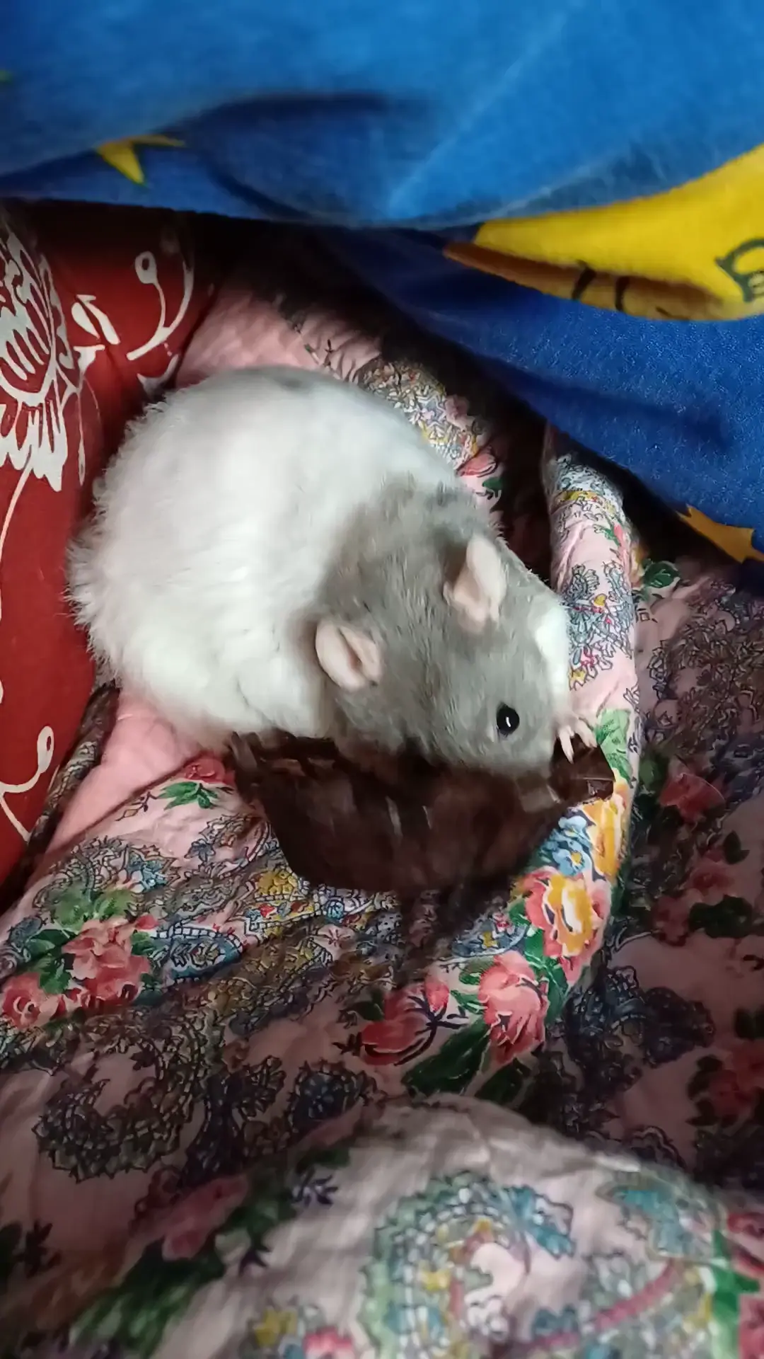Dot vs cupcake