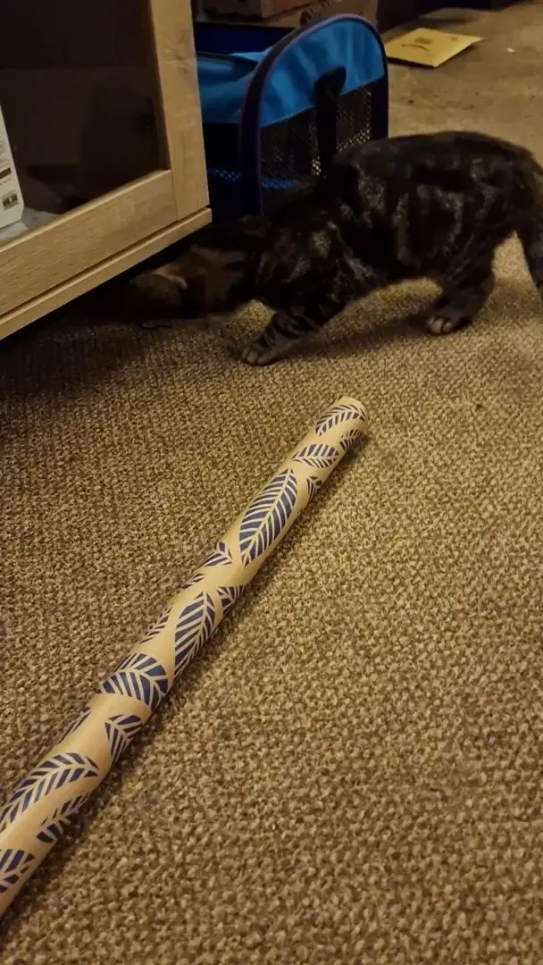 Double scaredy cats!