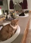 Double trouble in the sink