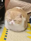 Dozing loaf