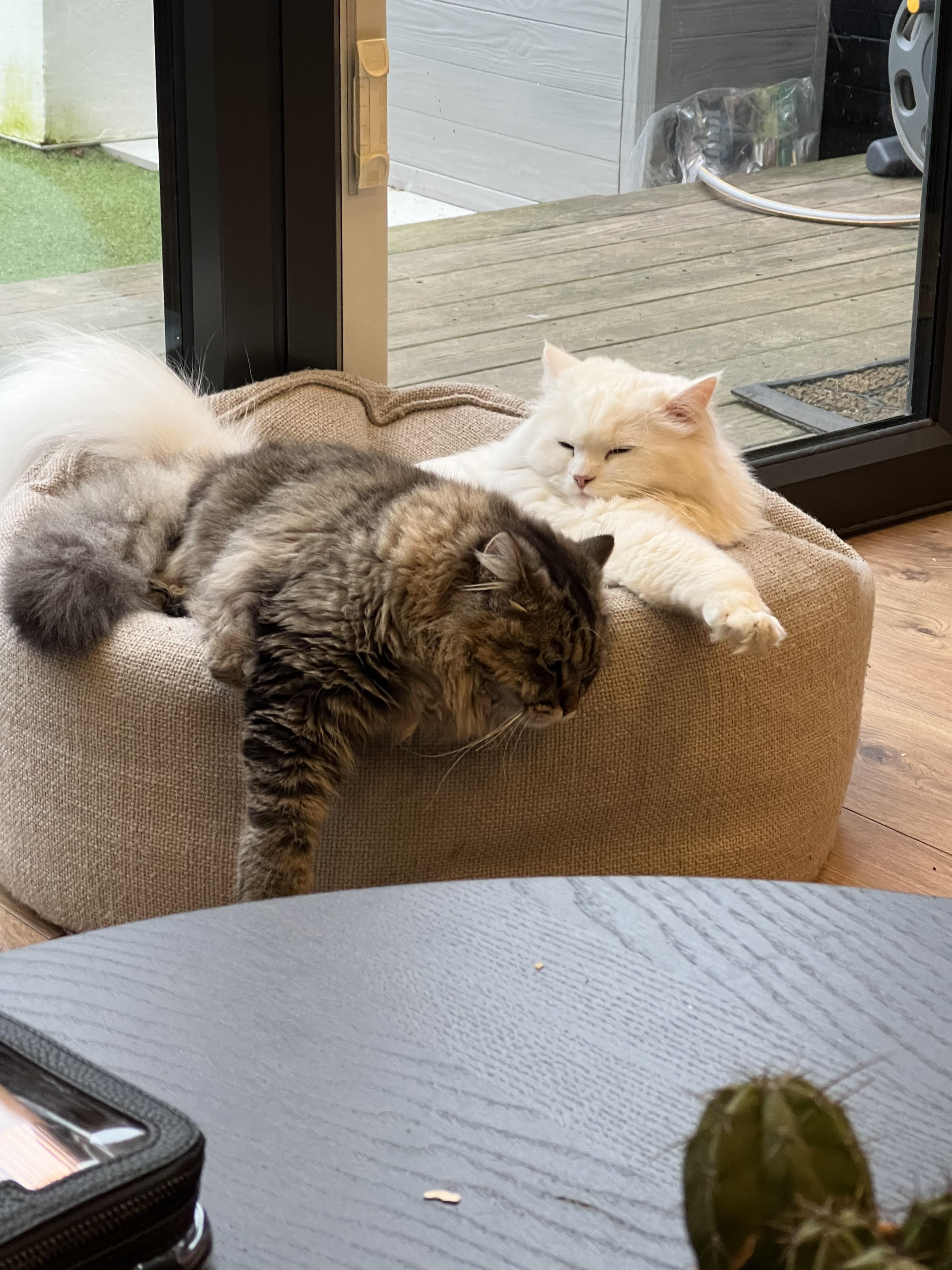 Fiona and Wally, a white fluffy Siberian cat and a brown tabby cat, cuddling in a home.