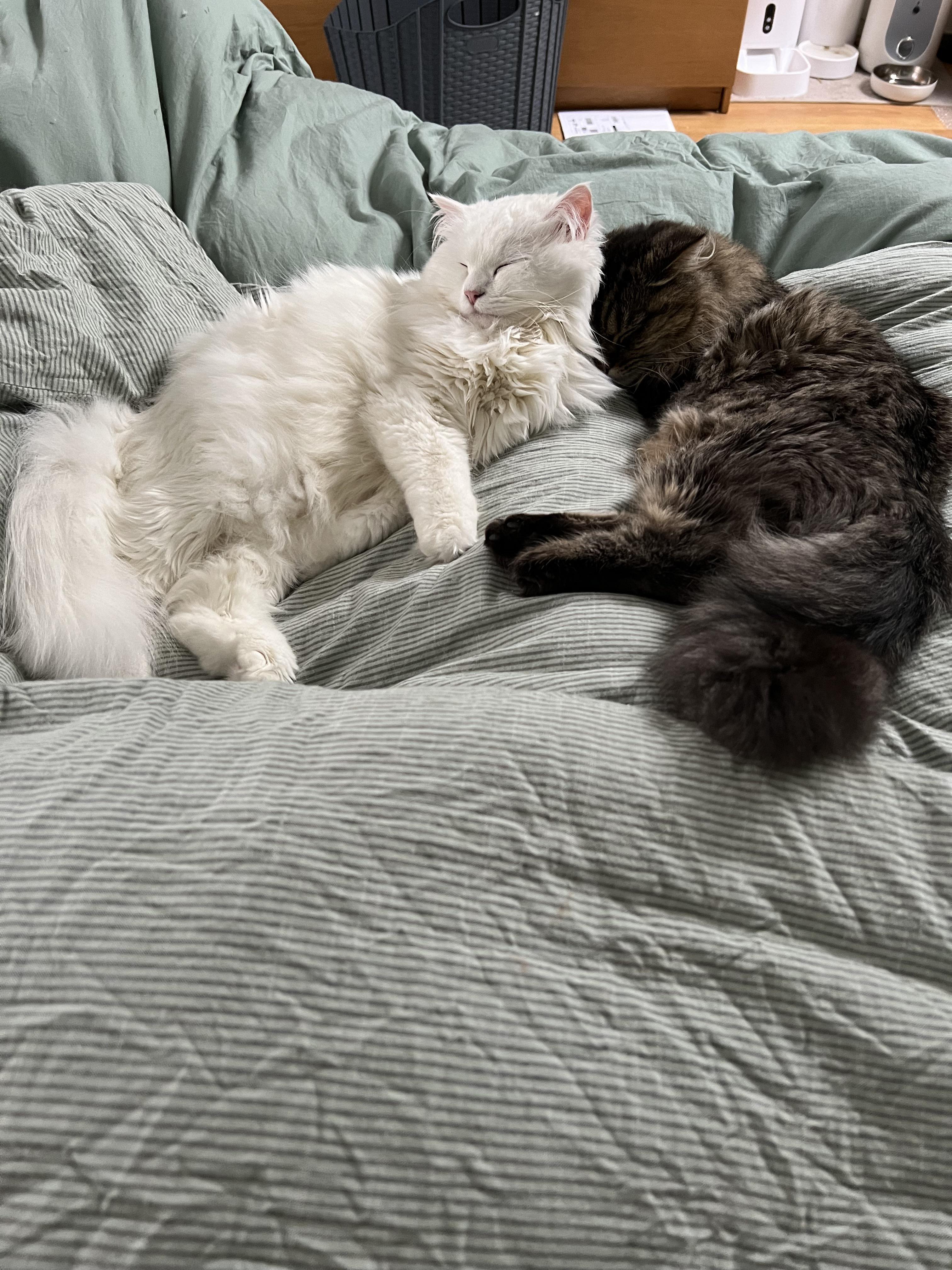 Fiona and Wally, a white fluffy Siberian cat and a brown tabby cat, cuddling in a home.