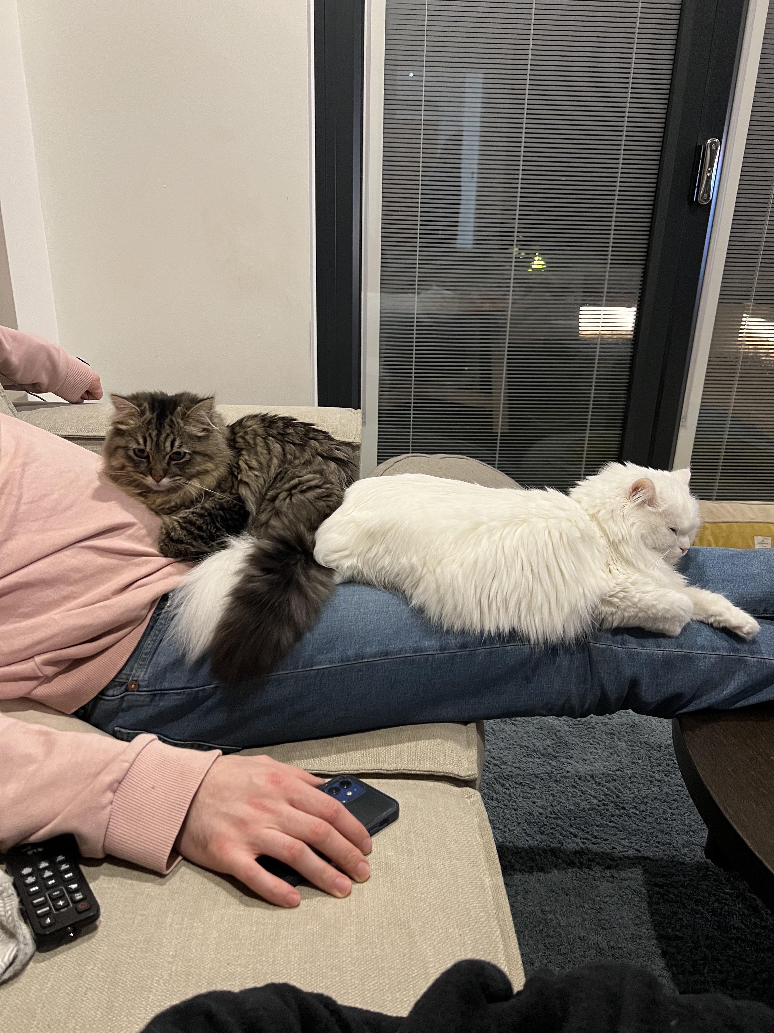 Fiona and Wally, a white fluffy Siberian cat and a brown tabby cat, cuddling in a home.