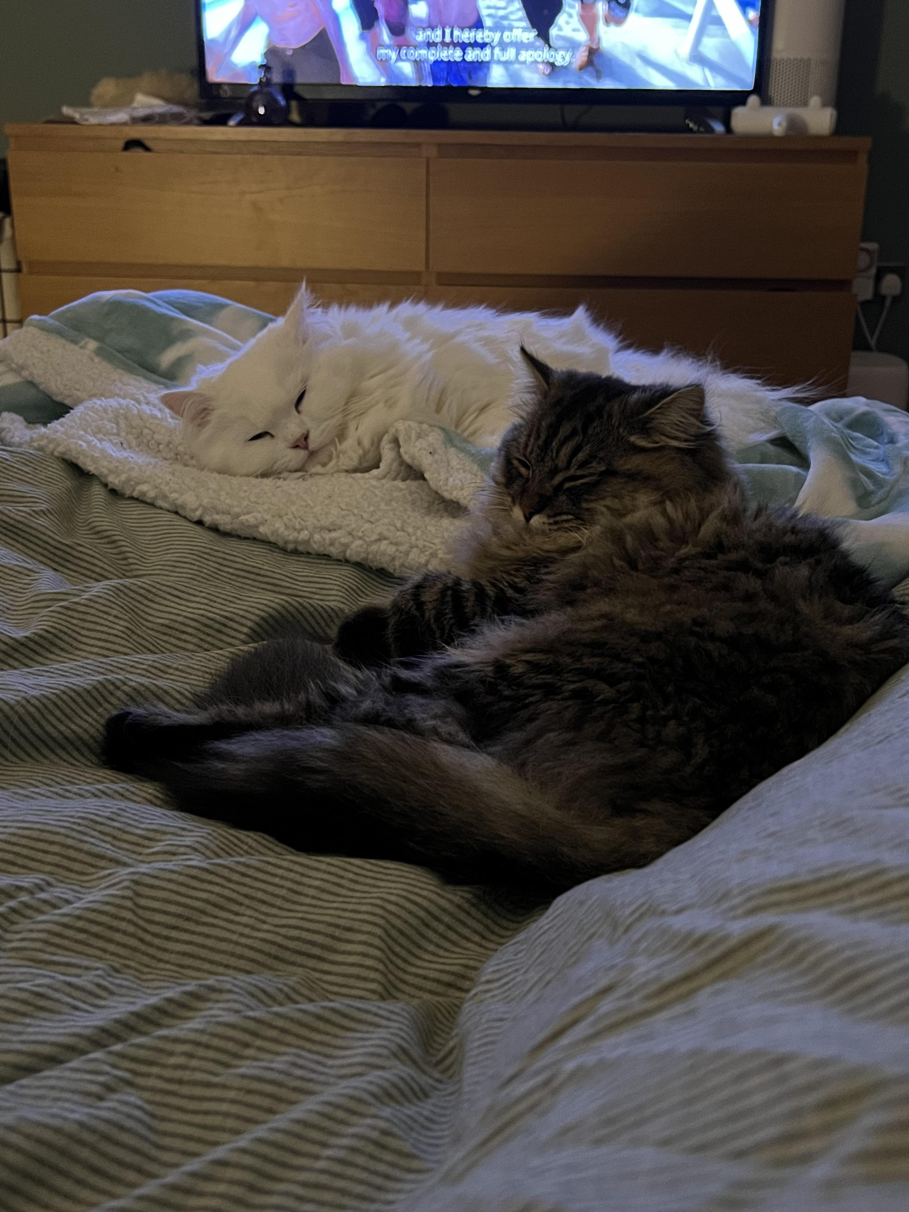 Fiona and Wally, a white fluffy Siberian cat and a brown tabby cat, cuddling in a home.