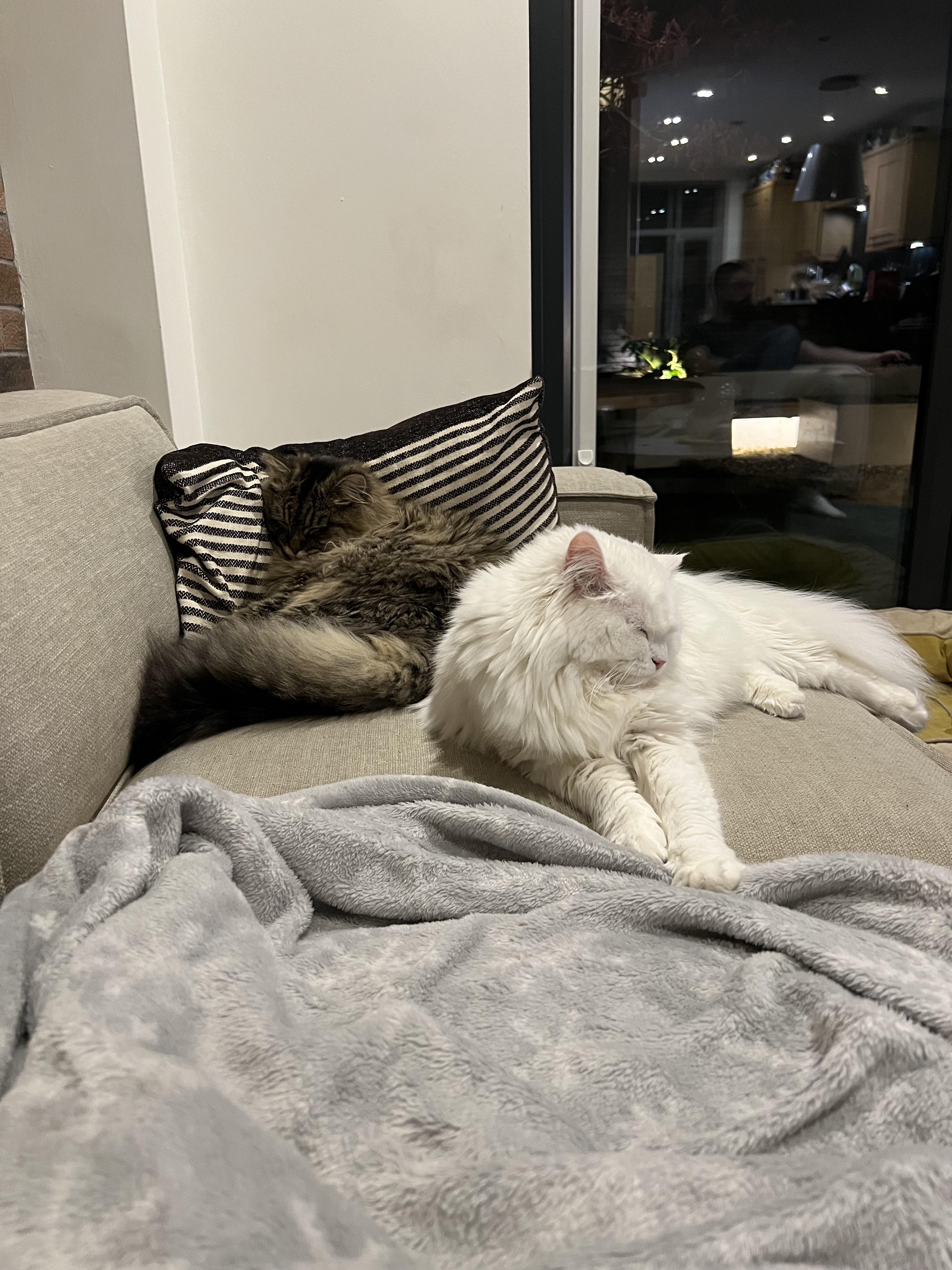 Fiona and Wally, a white fluffy Siberian cat and a brown tabby cat, cuddling in a home.
