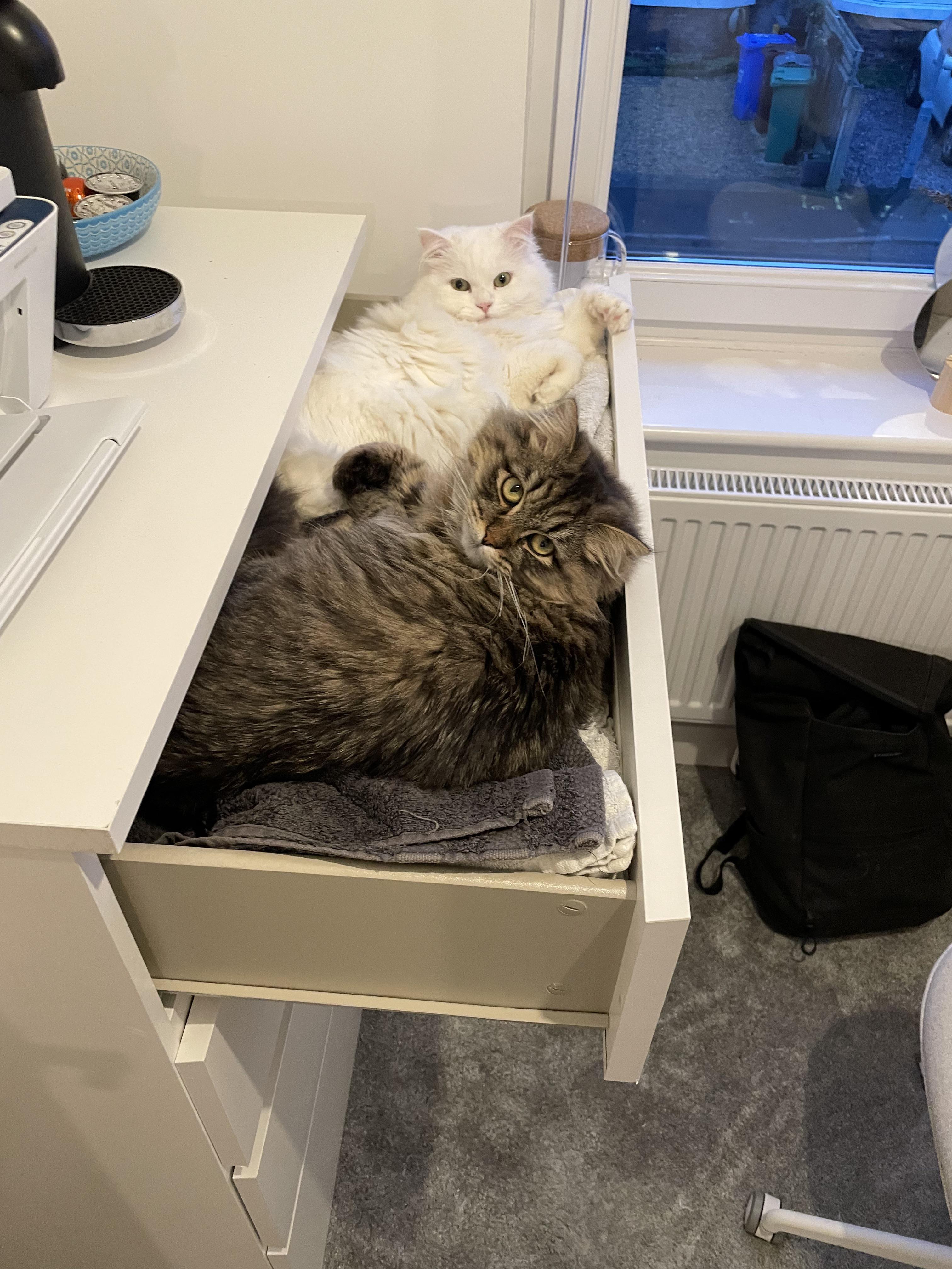 Fiona and Wally, a white fluffy Siberian cat and a brown tabby cat, cuddling in a home.