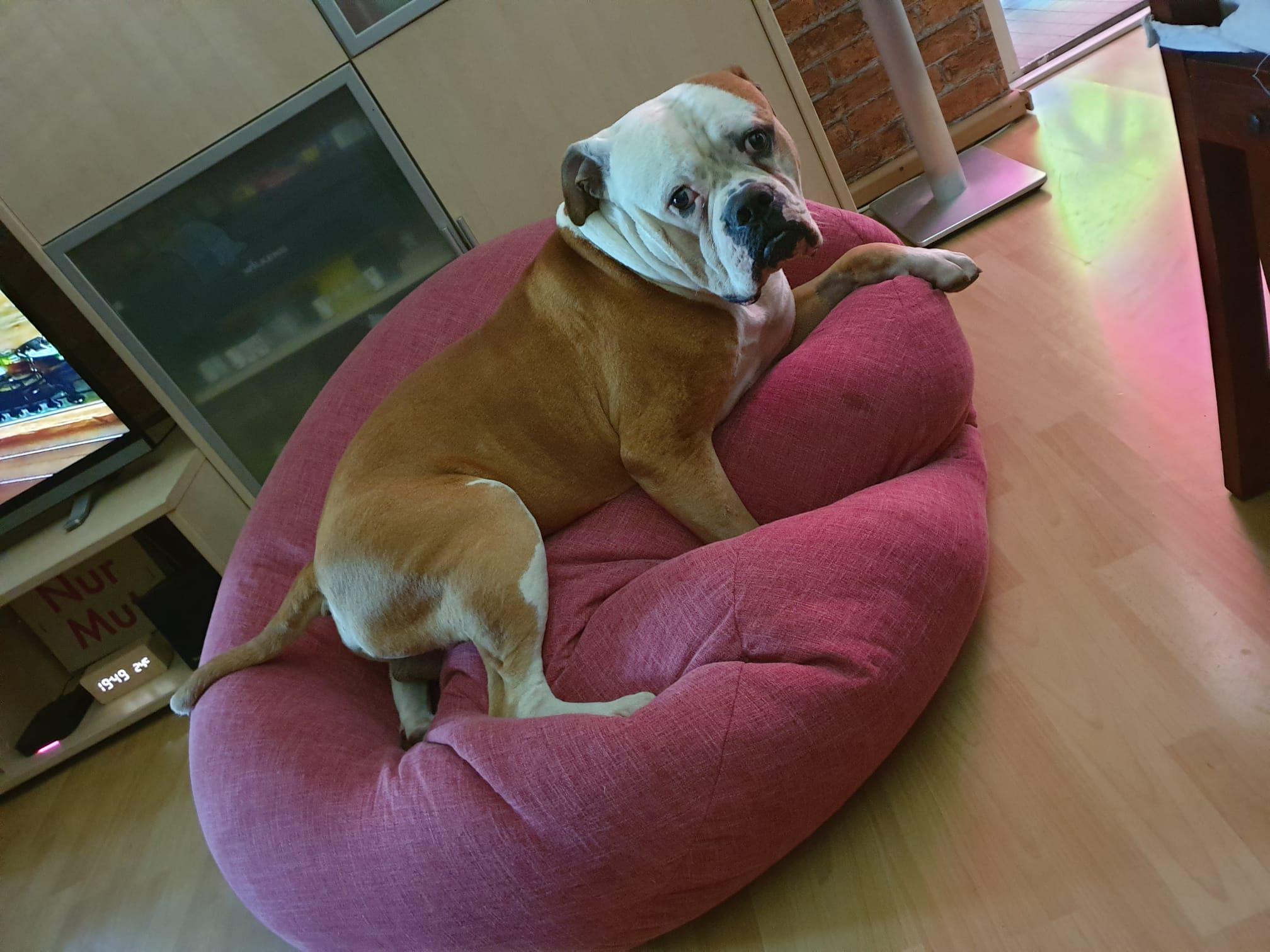 Draw me like one of your Frenchies