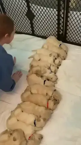 Dreamland | Scrolller