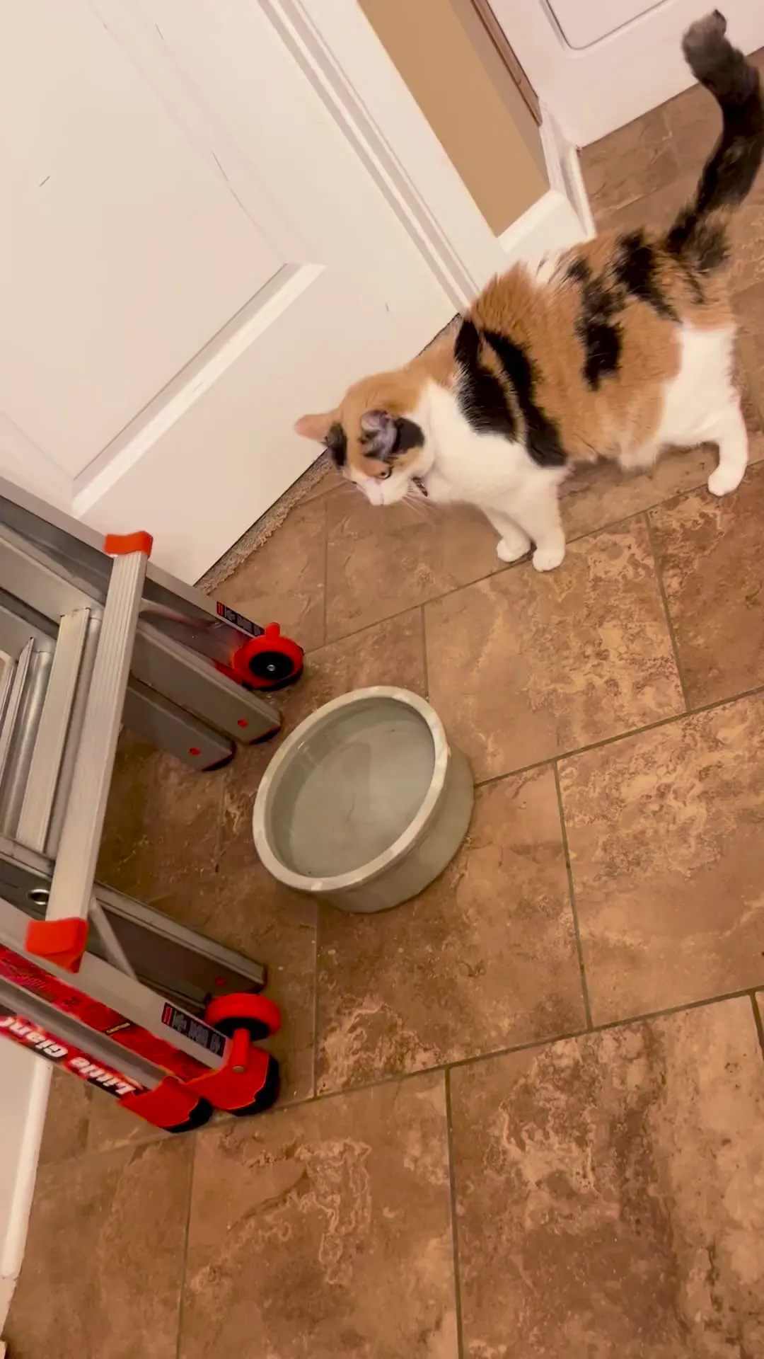 Duchess vs a ladder 