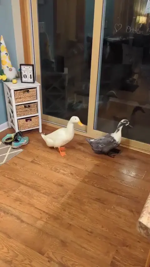 Duck Duck Balloon