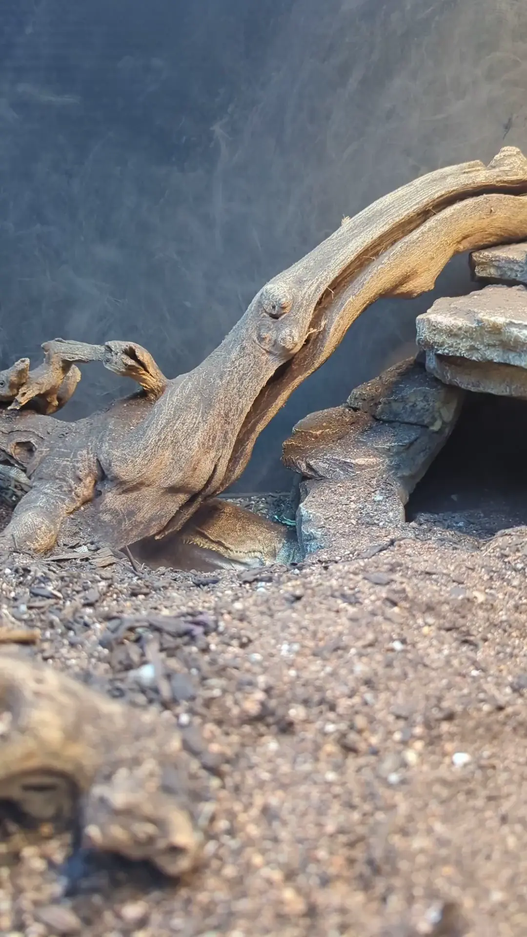 Dust containment??? Gravid again??