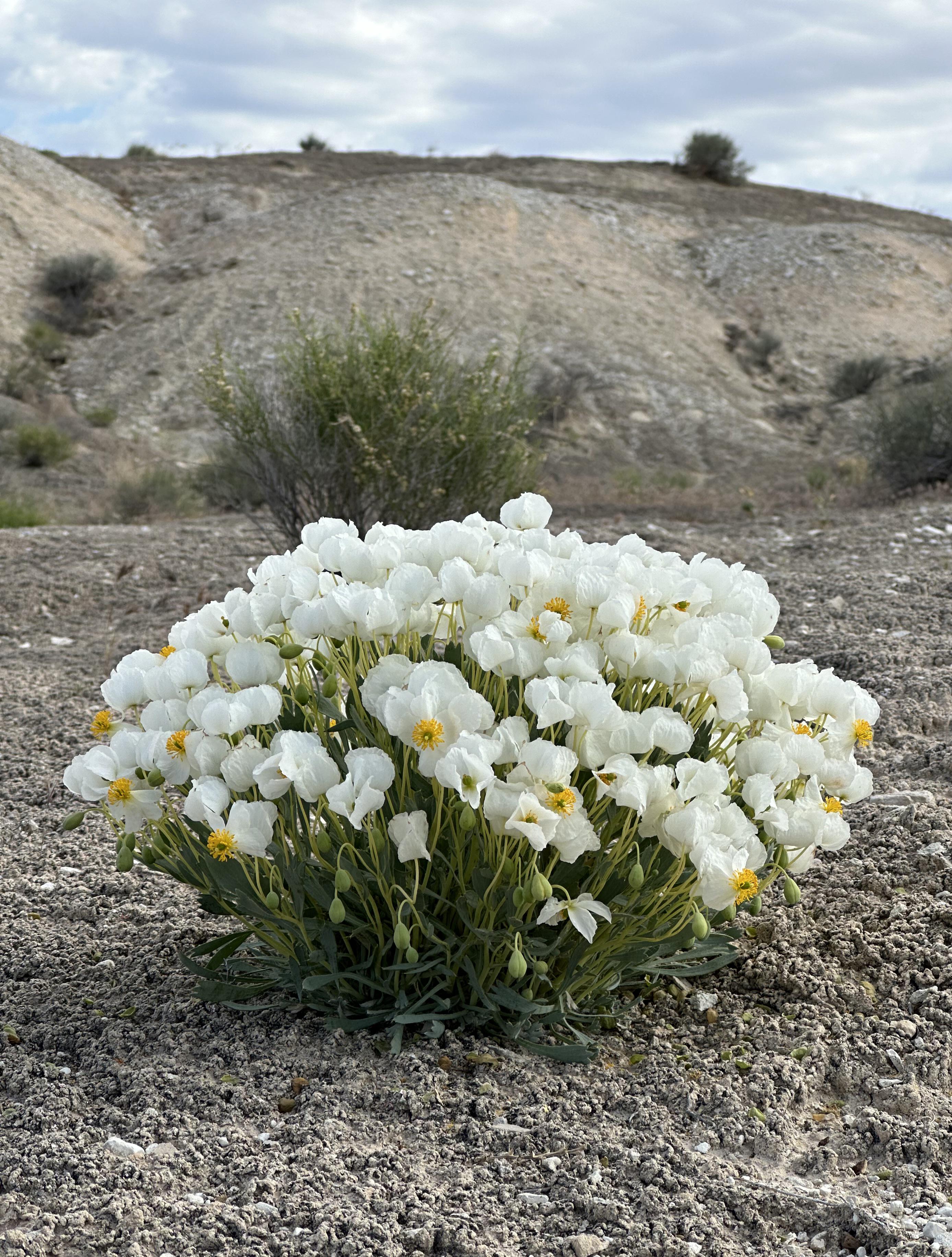 Drawf Poppy Dwarf Bear-Poppy, an endangered species that only grows in one place in ...