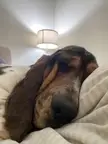 DAE feel like they can never fully capture how overwhelmingly cute their basset is in a photo? 