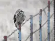 Short-eared Owl hunting from a fencepost