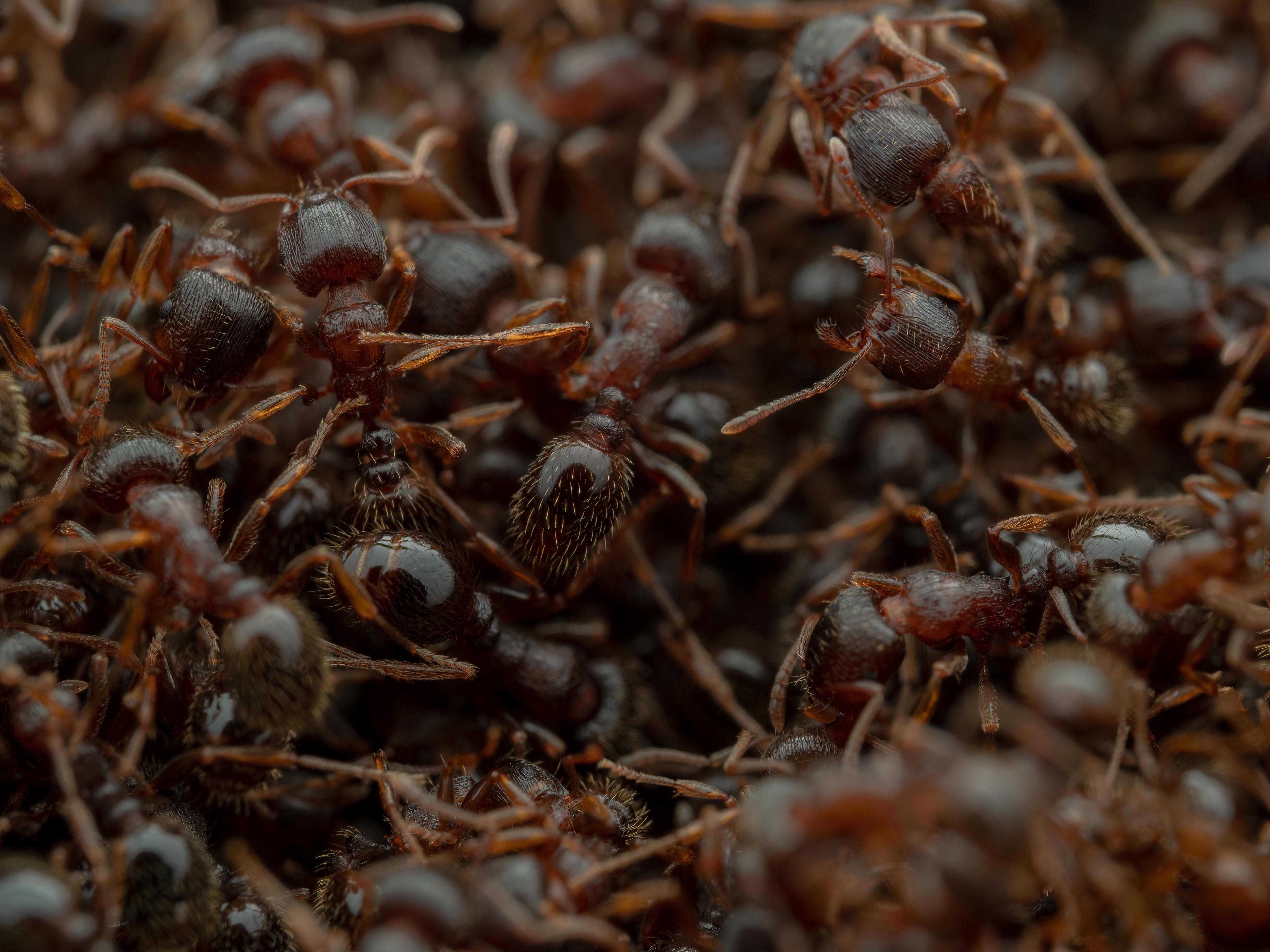 Ant Pile