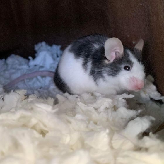 Adoptable Oreo in Oregon (info in comments) 💕