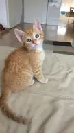lil blue eyes .. her name is ginger