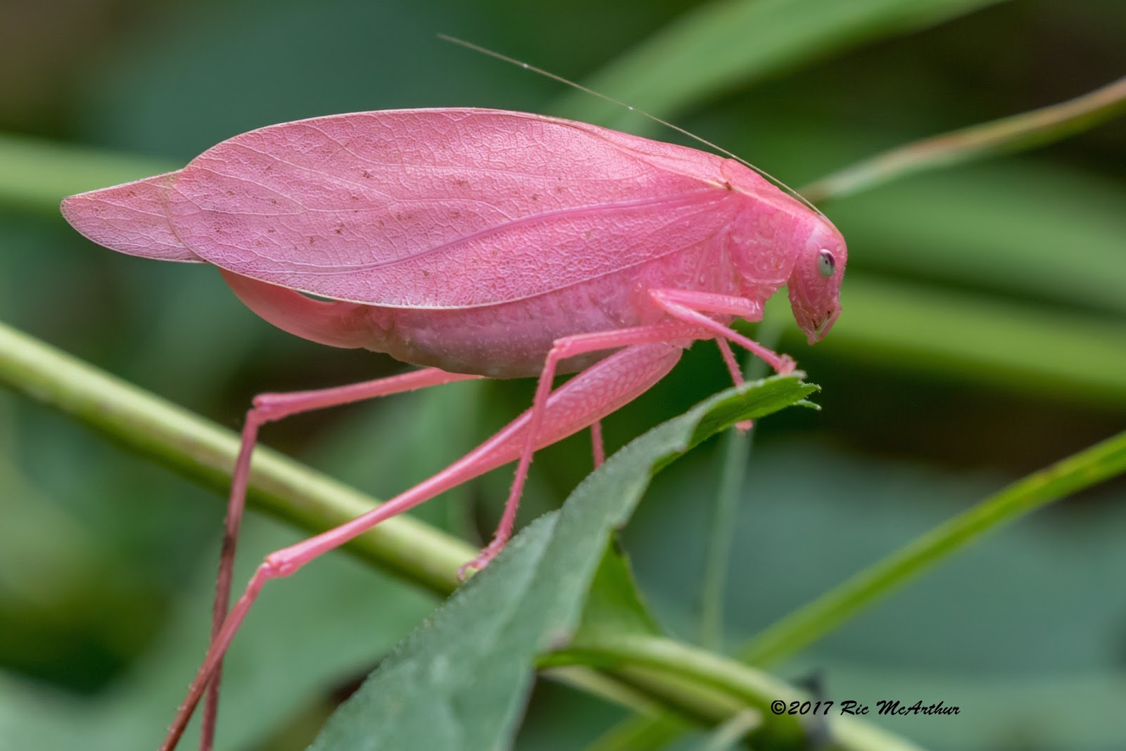 This is a pink Katydid. The pink coloration of the skin on this insect ...