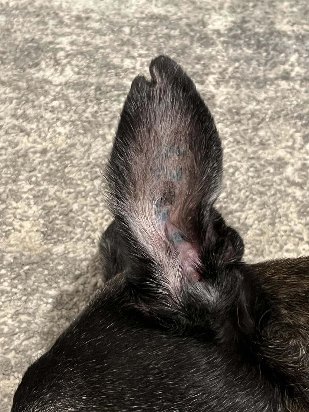 Why does my grey have a nick in his ear? Is this common in greyhounds ...