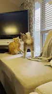 Two orange cats on a beige couch; one jumps toward the camera in a funny cat jump fail.